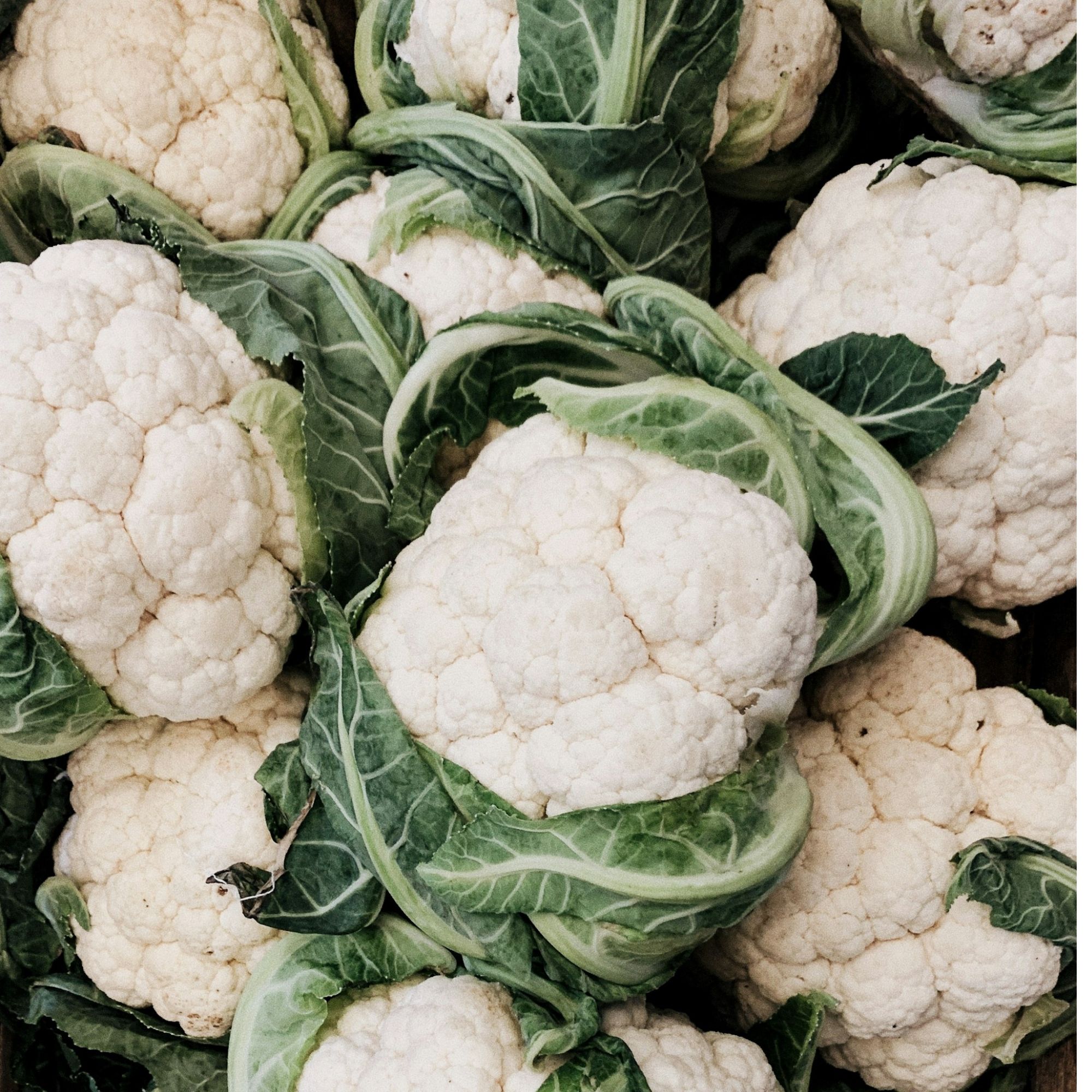 Snowball Self-Blanching Cauliflower Seeds / Brassica oleracea var. botrytis 'Snowball' - Image 5