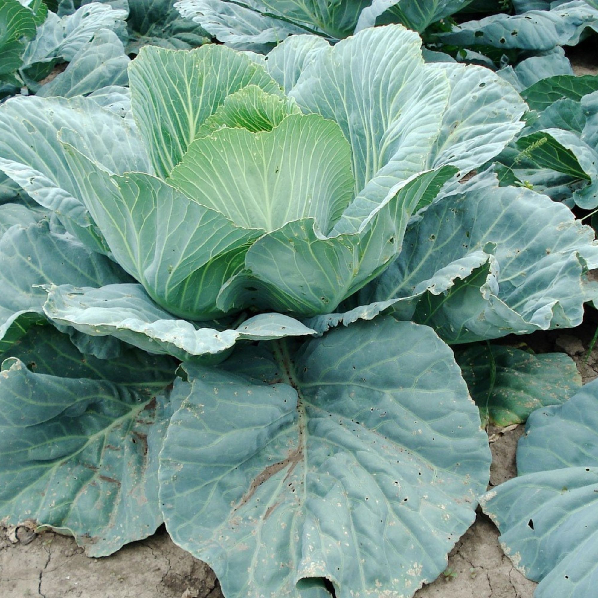 Early Jersey Wakefield Cabbage Seeds / Brassica oleracea var. capitata - Image 5