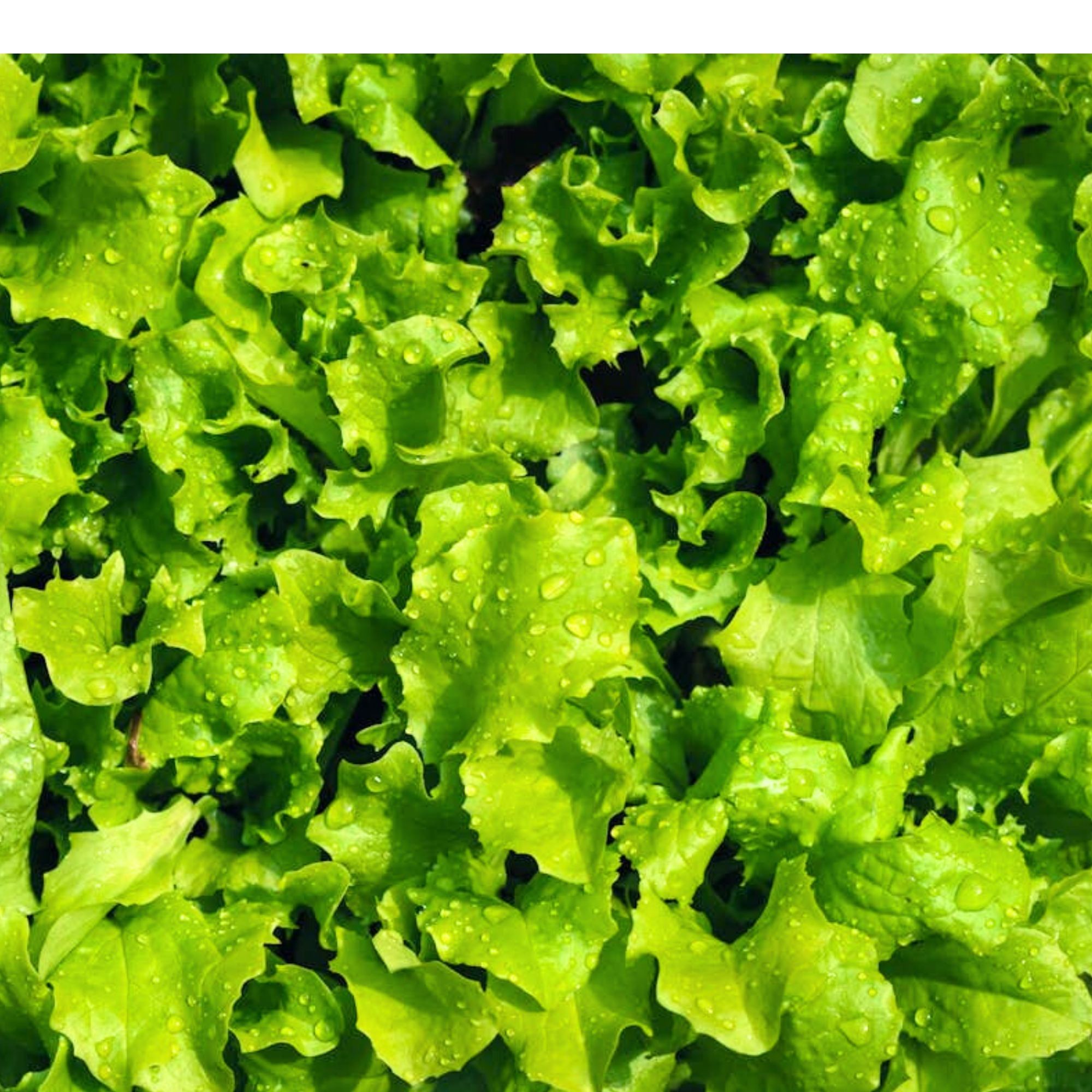 Green Salad Bowl Lettuce Seeds / Lactuca sativa 'Salad Bowl' - Image 5