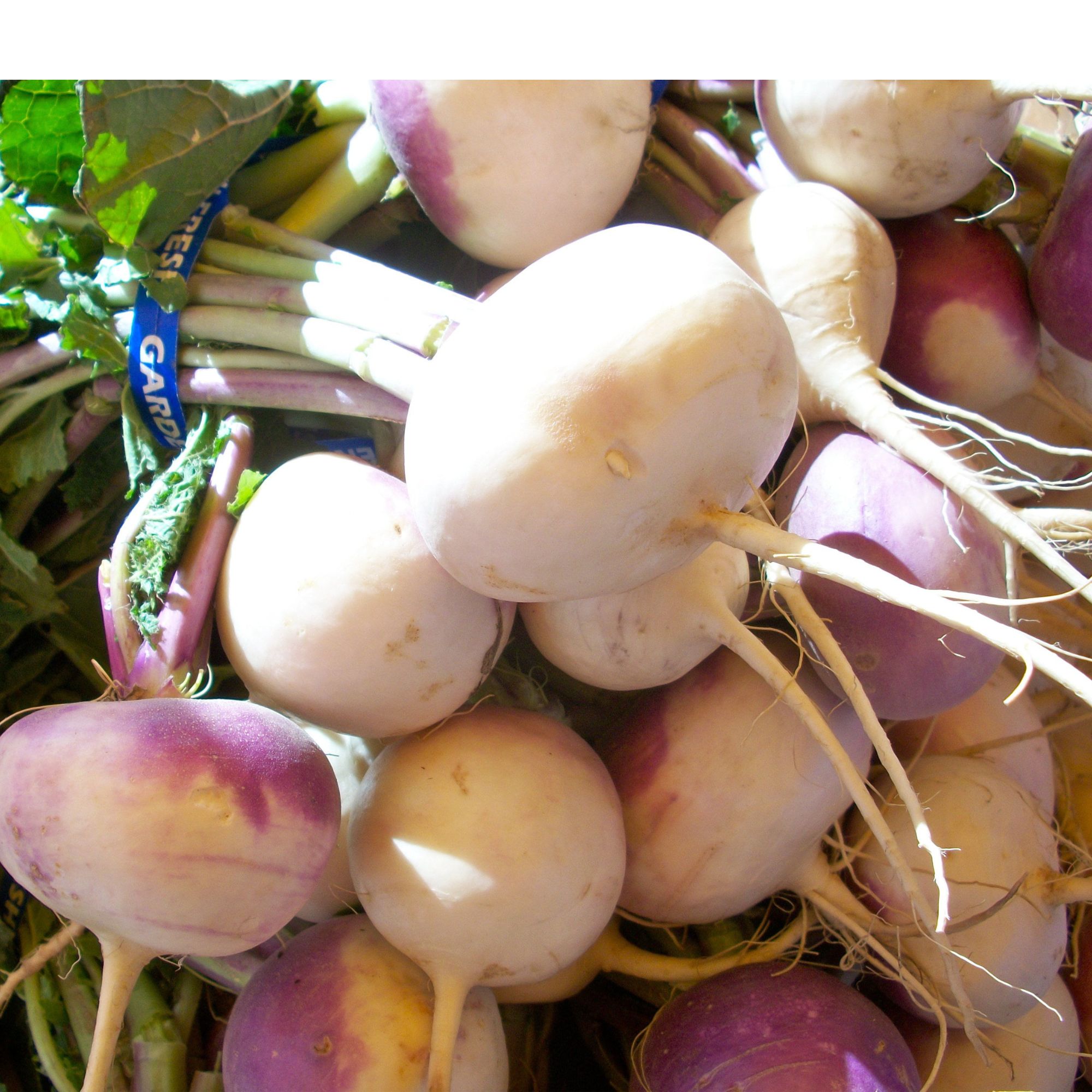 Purple Top White Globe Turnip / Brassica rapa 'Purple Top' - Image 6