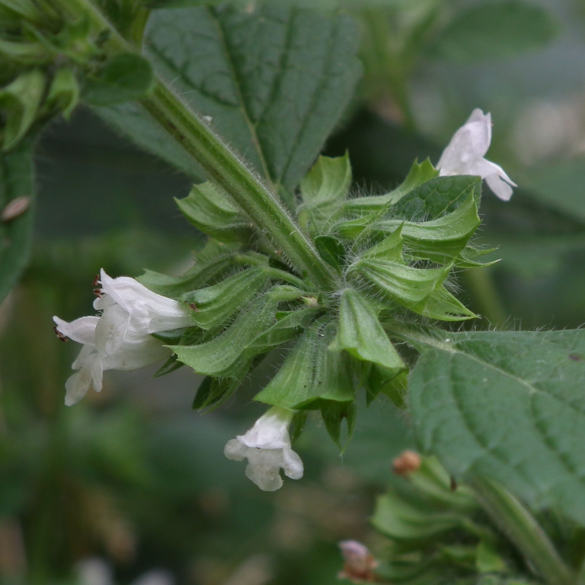 Lemon Balm Seeds / Melissa Officinalis - Image 6