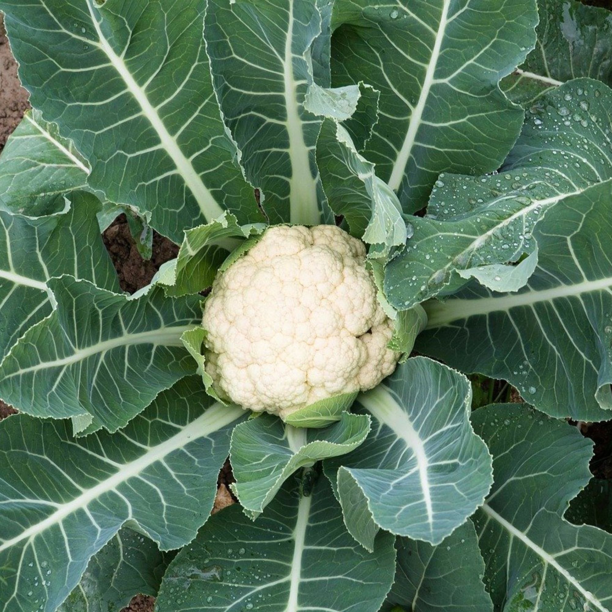 Snowball Self-Blanching Cauliflower Seeds / Brassica oleracea var. botrytis 'Snowball' - Image 6