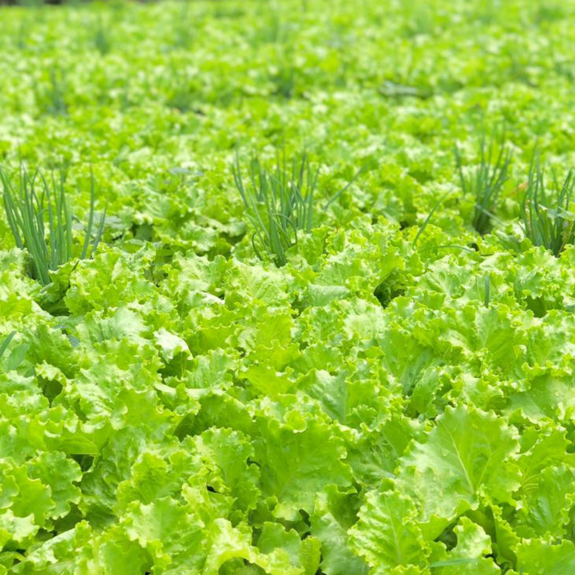 Green Salad Bowl Lettuce Seeds / Lactuca sativa 'Salad Bowl' - Image 6