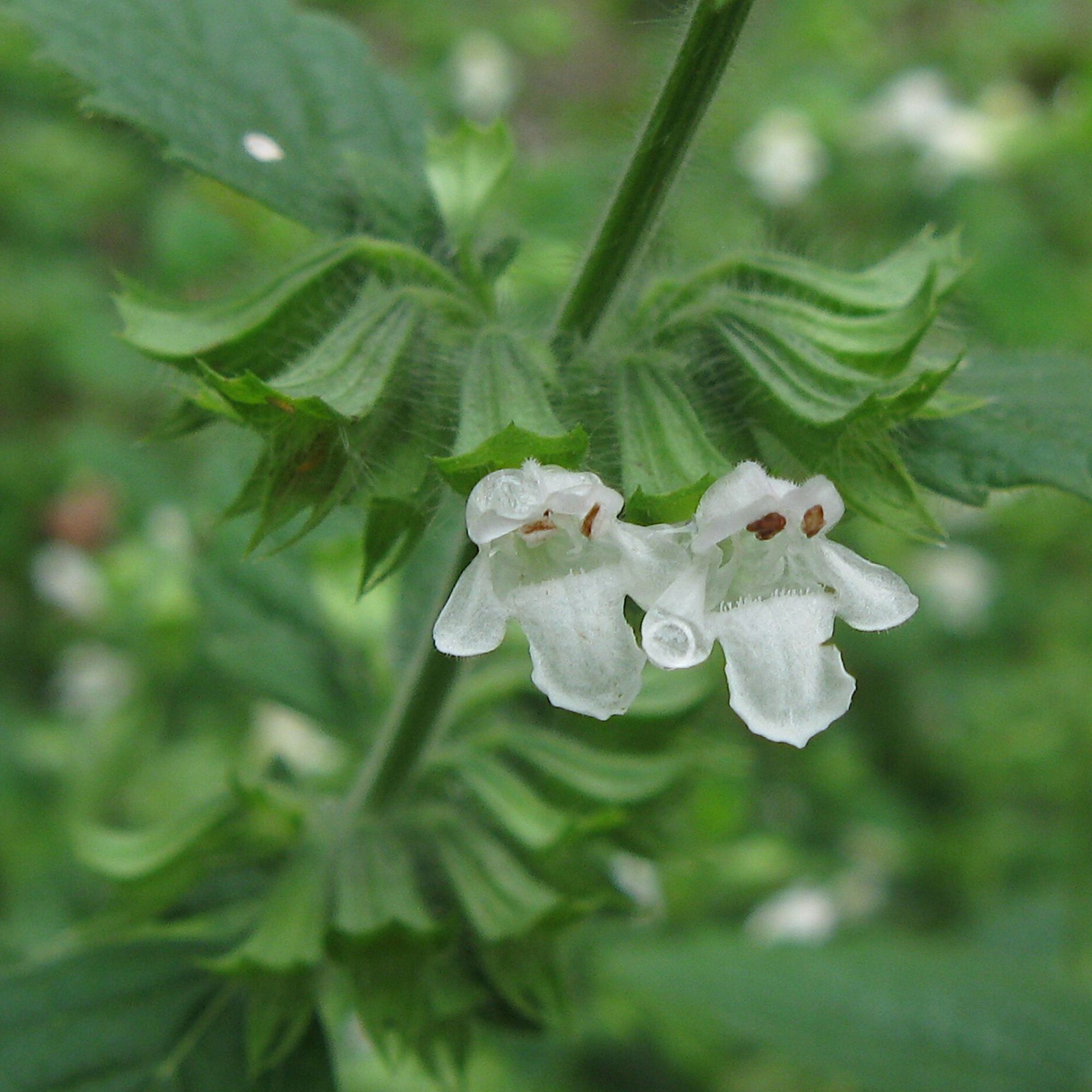 lemon balm flowers