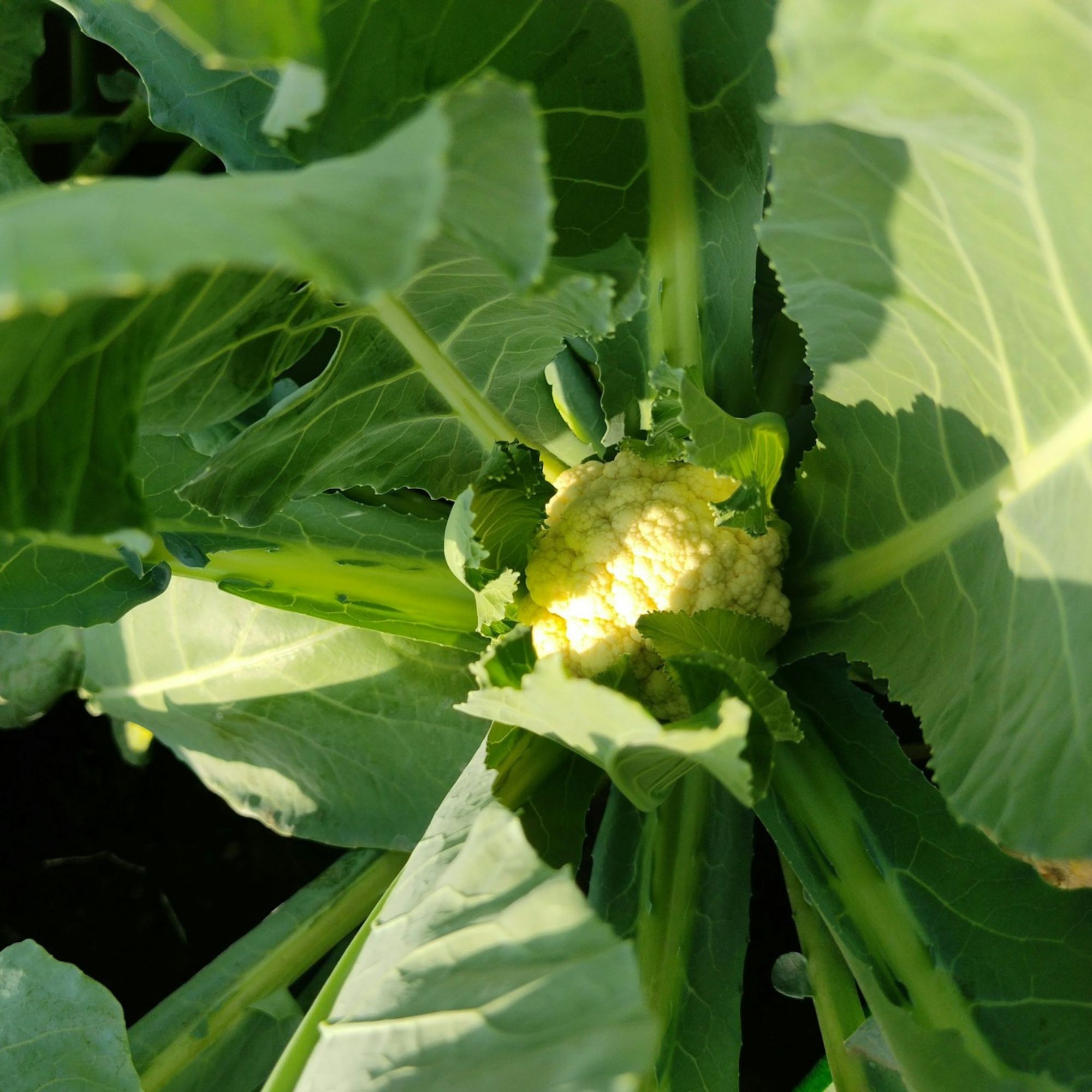 Snowball Self-Blanching Cauliflower Seeds / Brassica oleracea var. botrytis 'Snowball' - Image 7