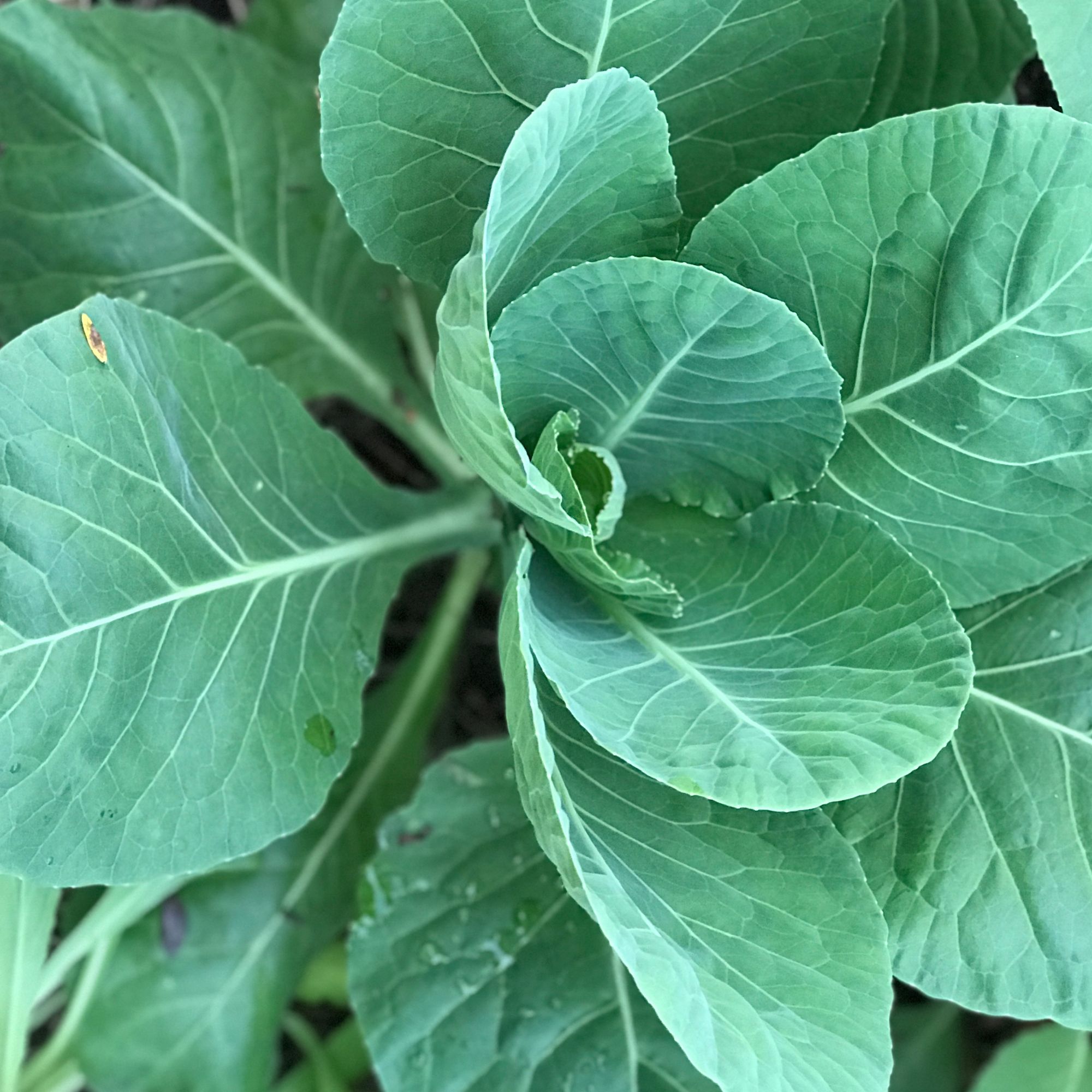 Early Jersey Wakefield Cabbage Seeds / Brassica oleracea var. capitata - Image 7