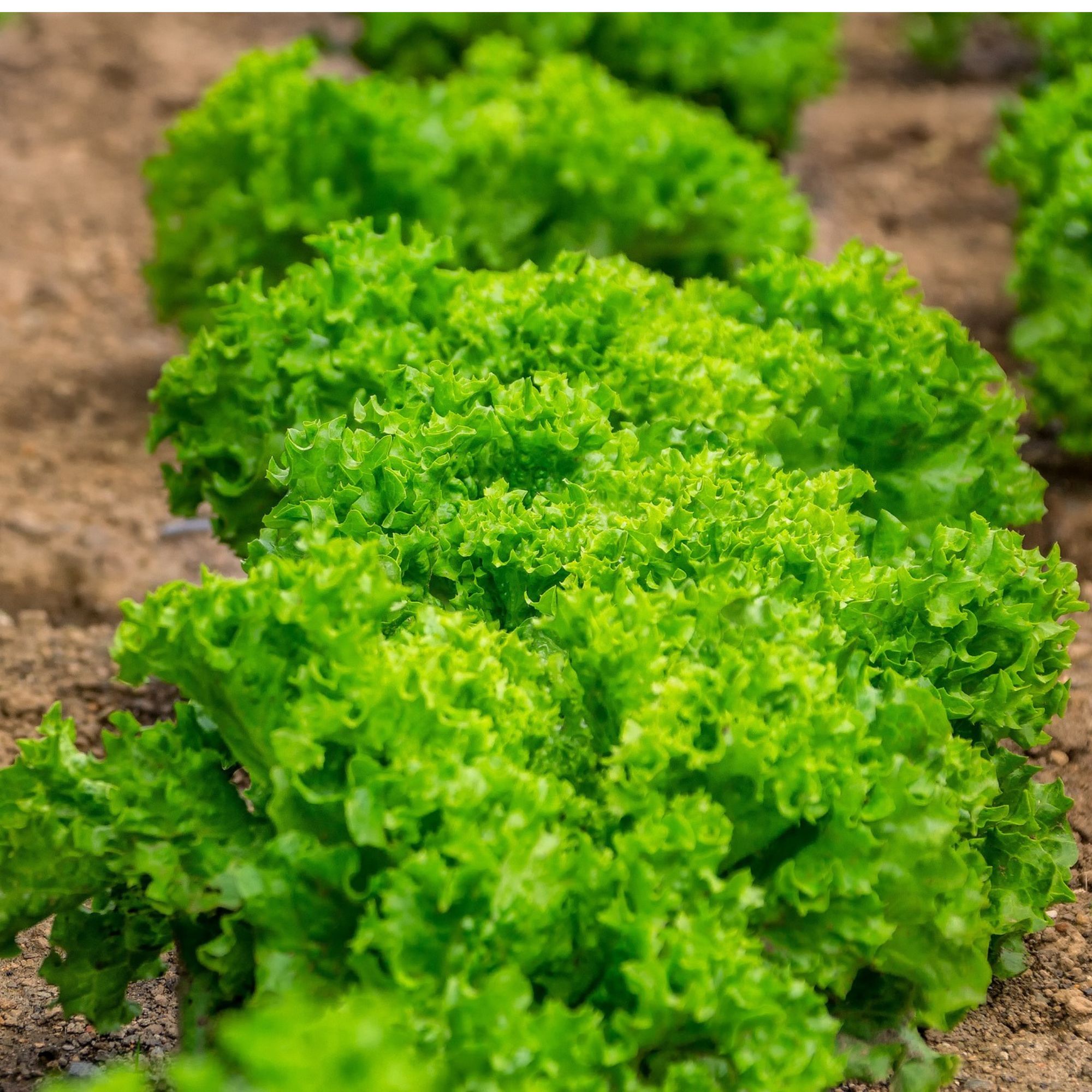 Green Salad Bowl Lettuce Seeds / Lactuca sativa 'Salad Bowl' - Image 7