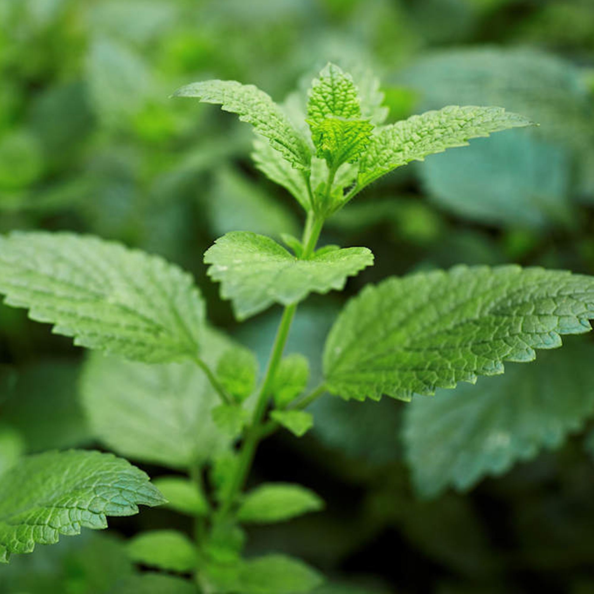 Lemon Balm Seeds / Melissa Officinalis - Image 8