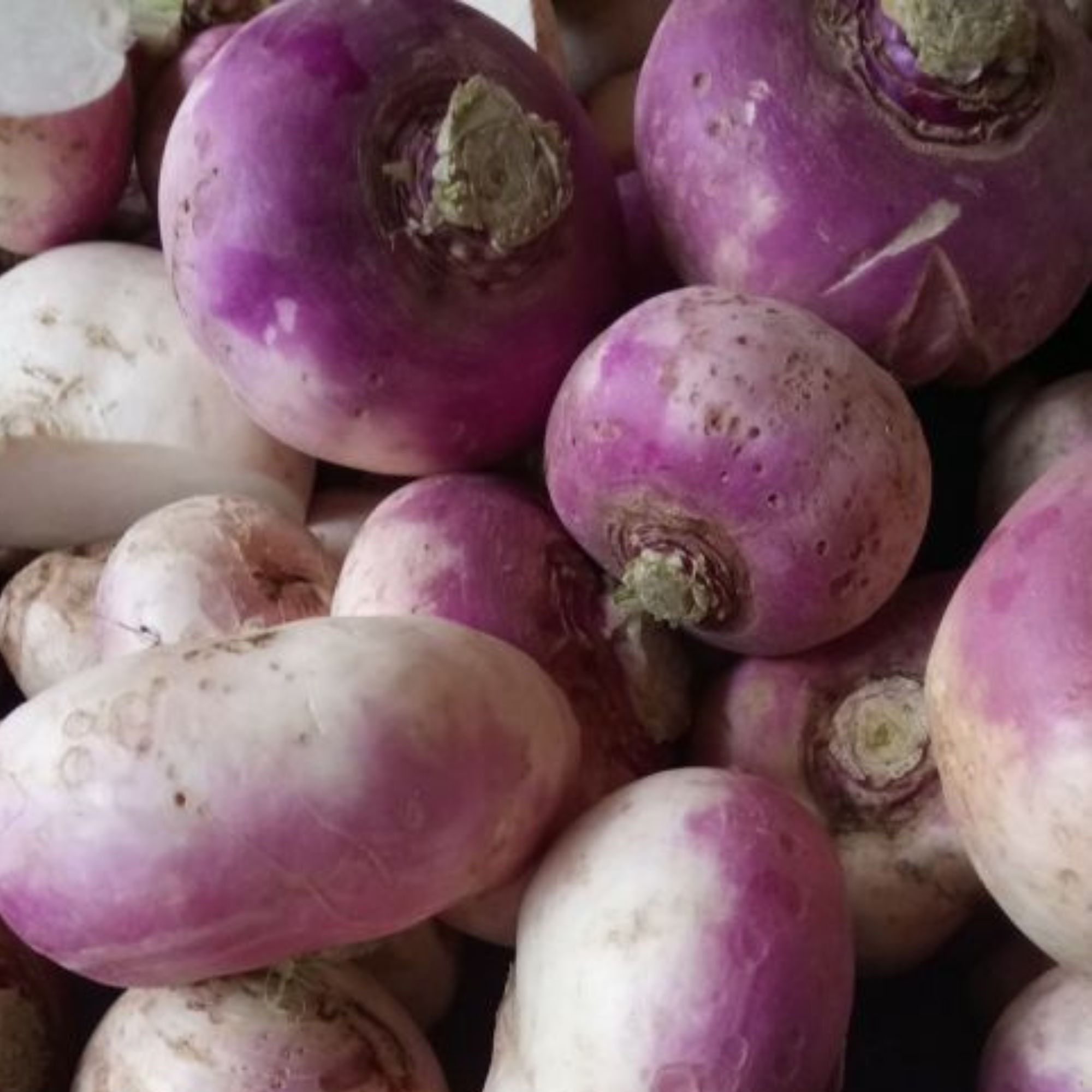 Purple Top White Globe Turnip / Brassica rapa 'Purple Top' - Image 7