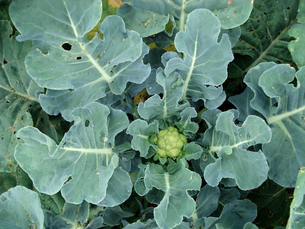 small growing cauliflower head of the romesco variety