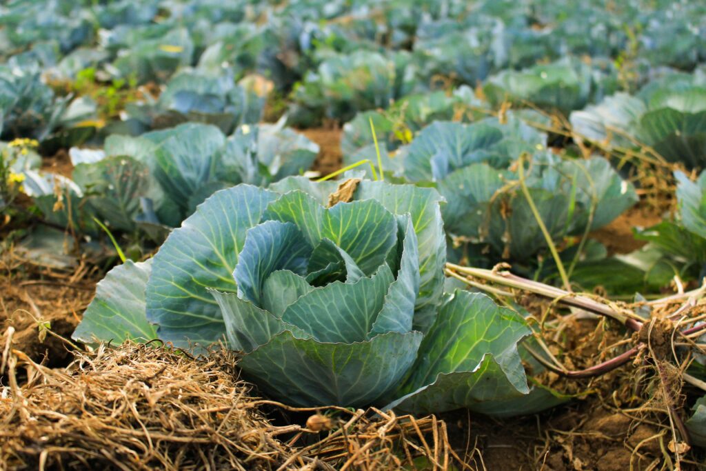 garden full of growing cabbage plants well mulched