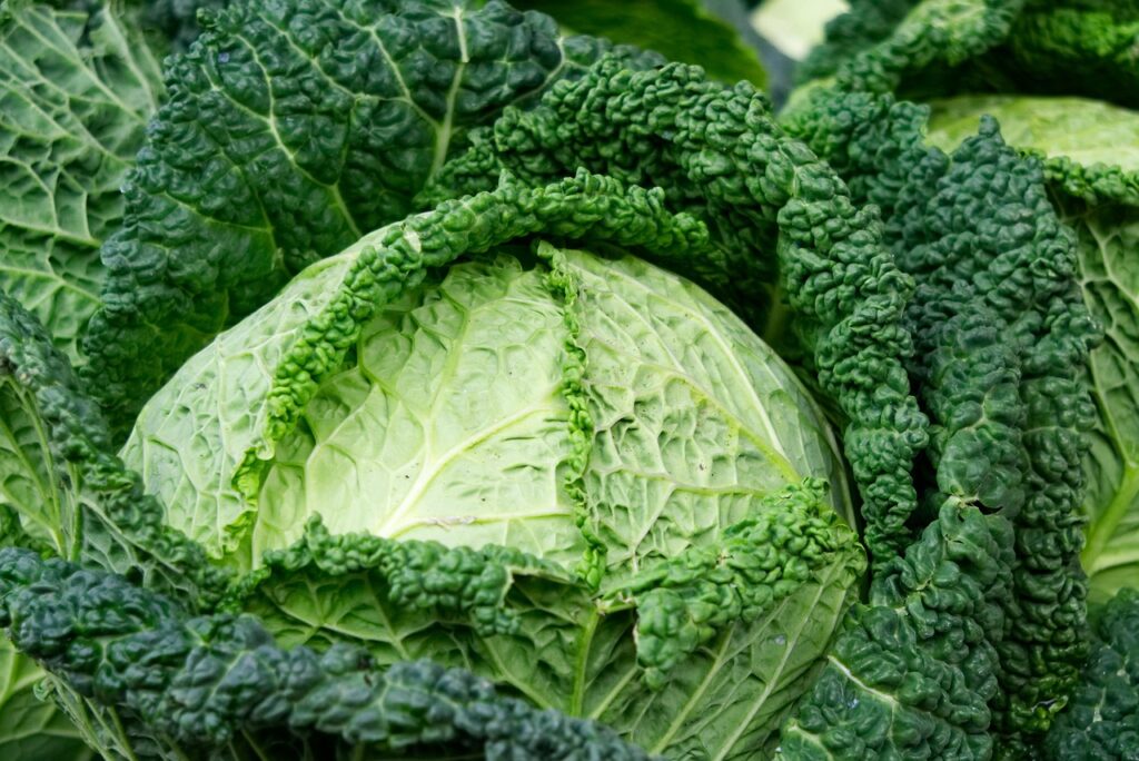 growing cabbage, savoy variety
