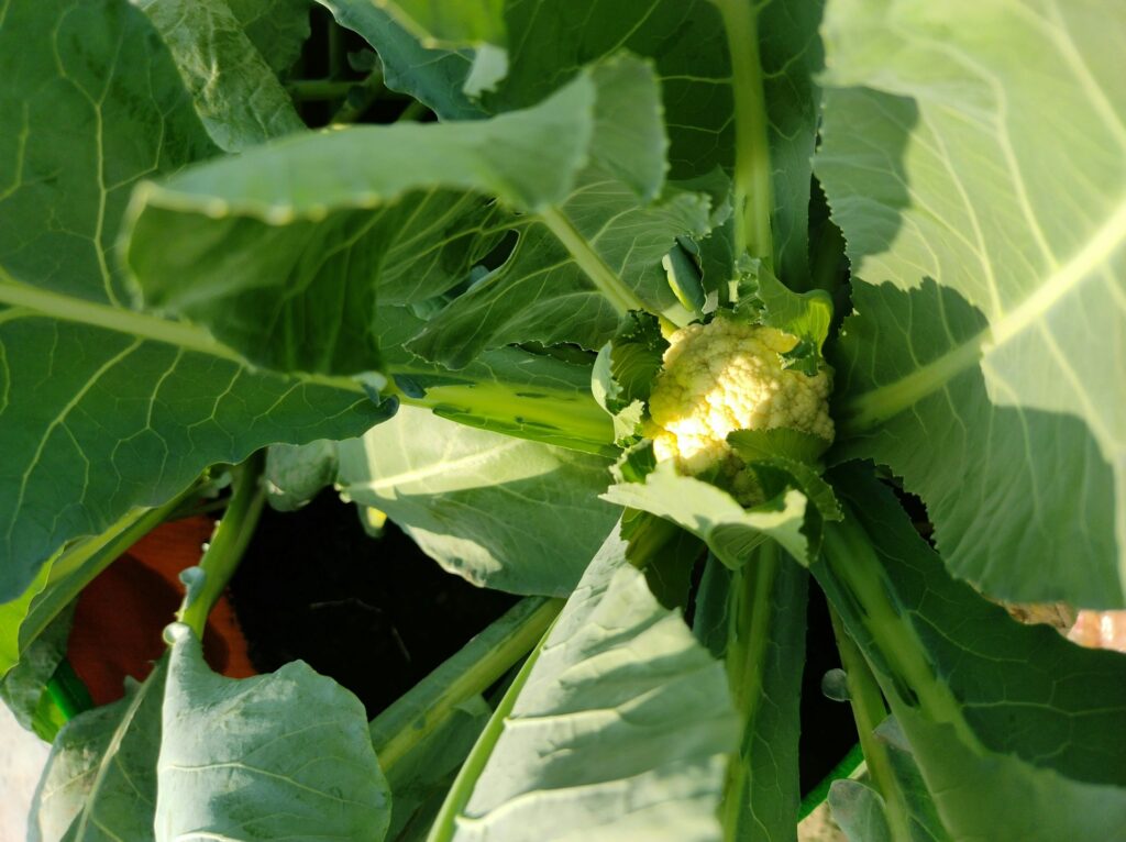 small growing cauliflower head