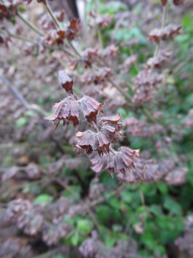 collecting dried seeds for growing lemon balm