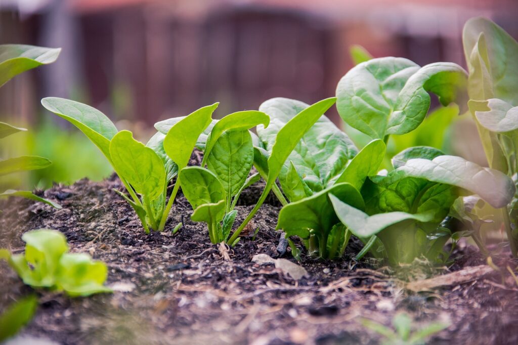 growing spinach plants