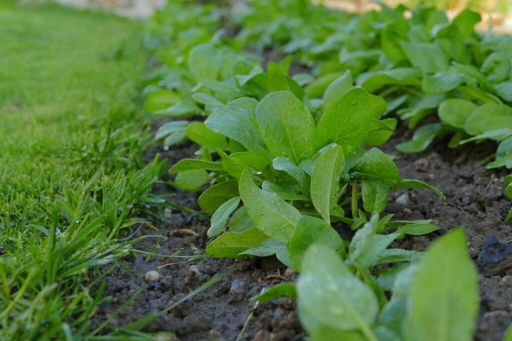 growing spinach in a garden plot