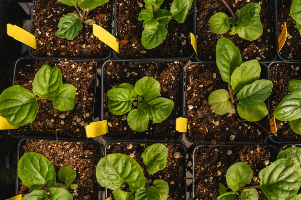 growing spinach from seed in small pots