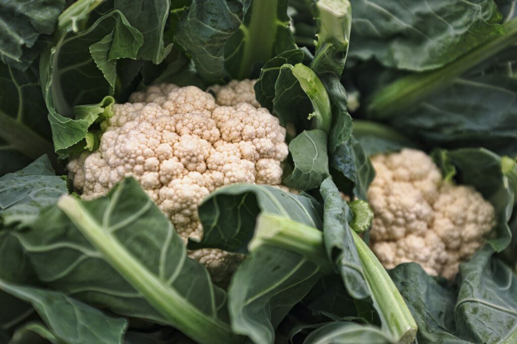 harvest cauliflower before heads turn brown