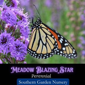 Meadow Blazing Star with Monarch butterfly