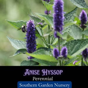 Anise hyssop Agastache foeniculum