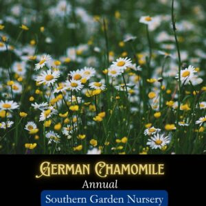 German Chamomile herb seeds for planting