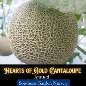 Hearts of Gold cantaloupe melon seeds heirloom variety