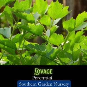 lovage seeds