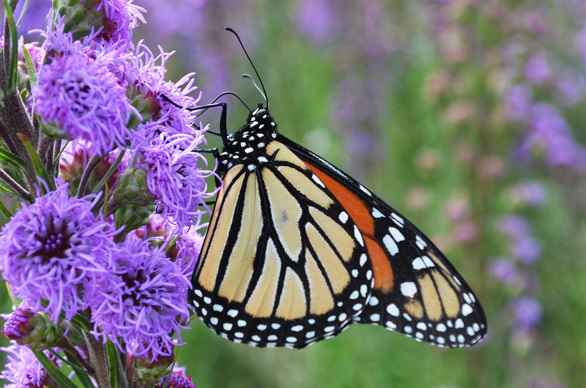 Growing Blazing Stars from Seed - Southern Garden Nursery