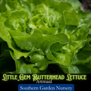 Little Gem Lettuce head ready for harvest