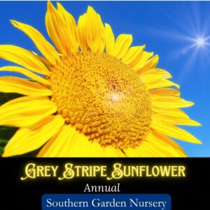 Grey Stripe Sunflower Seeds / Helianthus annuus (Copy)