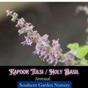 kapoor tulsi blooms